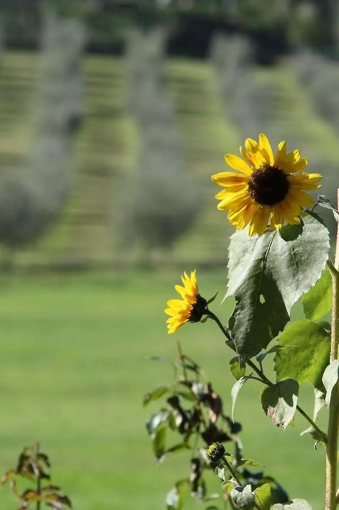 Villa Campestri Olive Oil Resort Vicchio